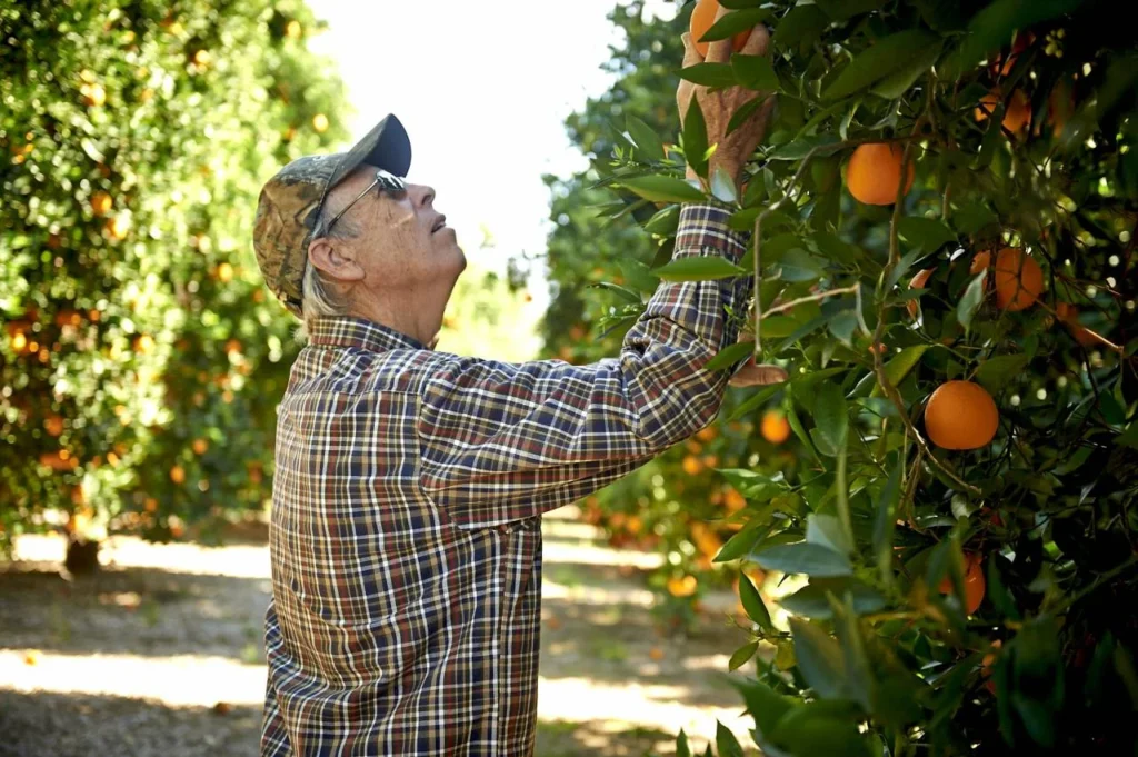 SUNKIST_KARIYA_LYALL_FARMS_7